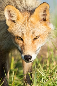 Red fox close-up-5 photo