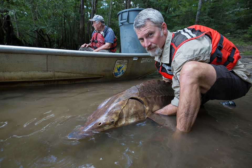 Fisheries biologist releases Gulf sturgeon -1