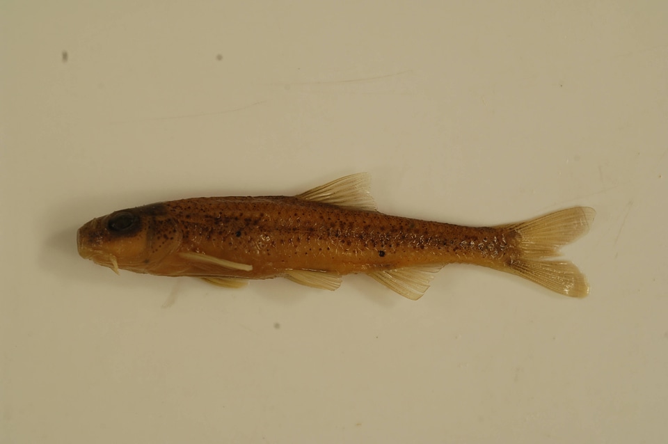 Macrhybopsis hyostoma-2