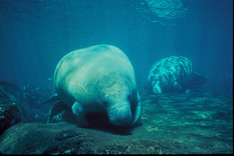 Underwater photograph of manatees