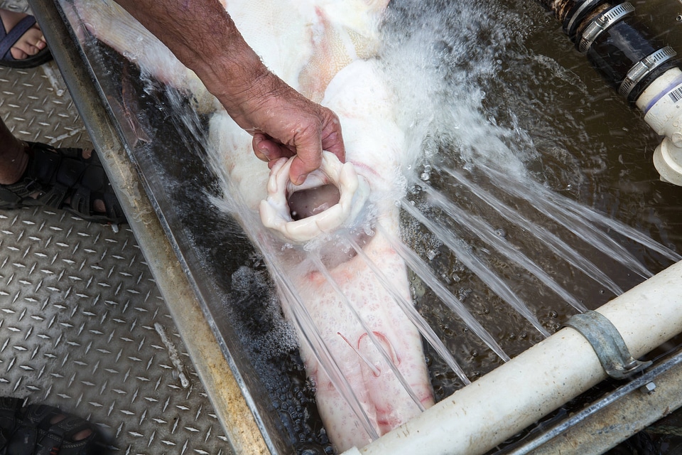 Biologist with gulf sturgeon on the Choctawhatchee River-1