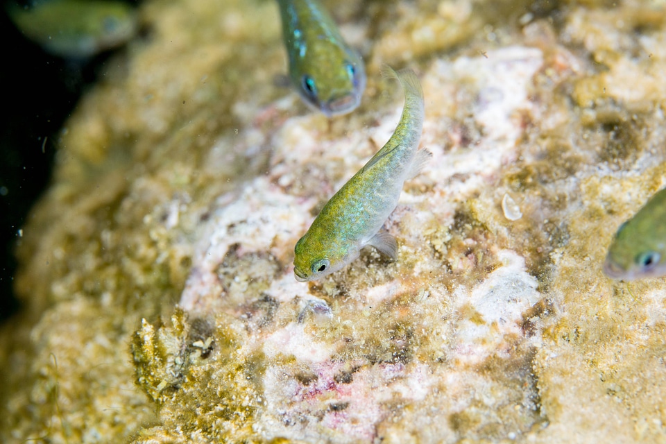Ash Meadows Amargosa pupfish-1
