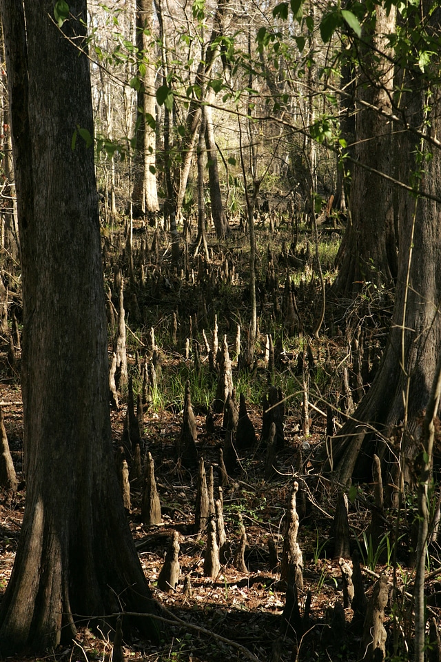 Coastal forest-1