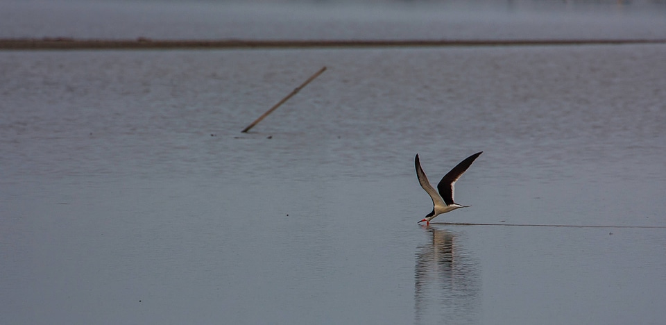 Black Skimmer feeding-1