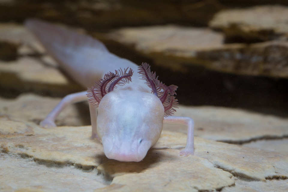 Texas Blind Salamander-2
