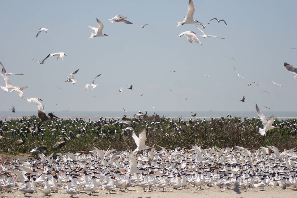 Birds on Breton National Wildlife Refuge