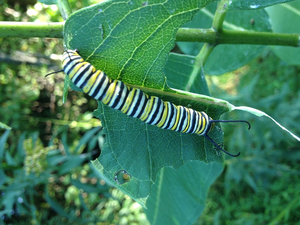 Monarch caterpillar on milkweed-3