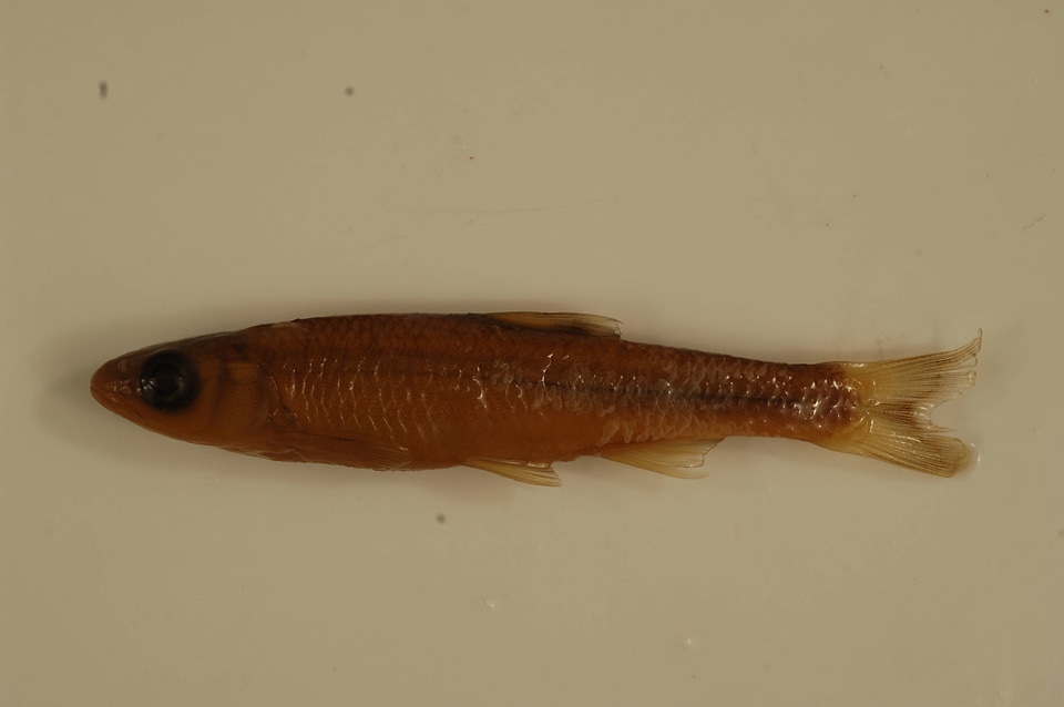 Luxilus coccogenis-2
