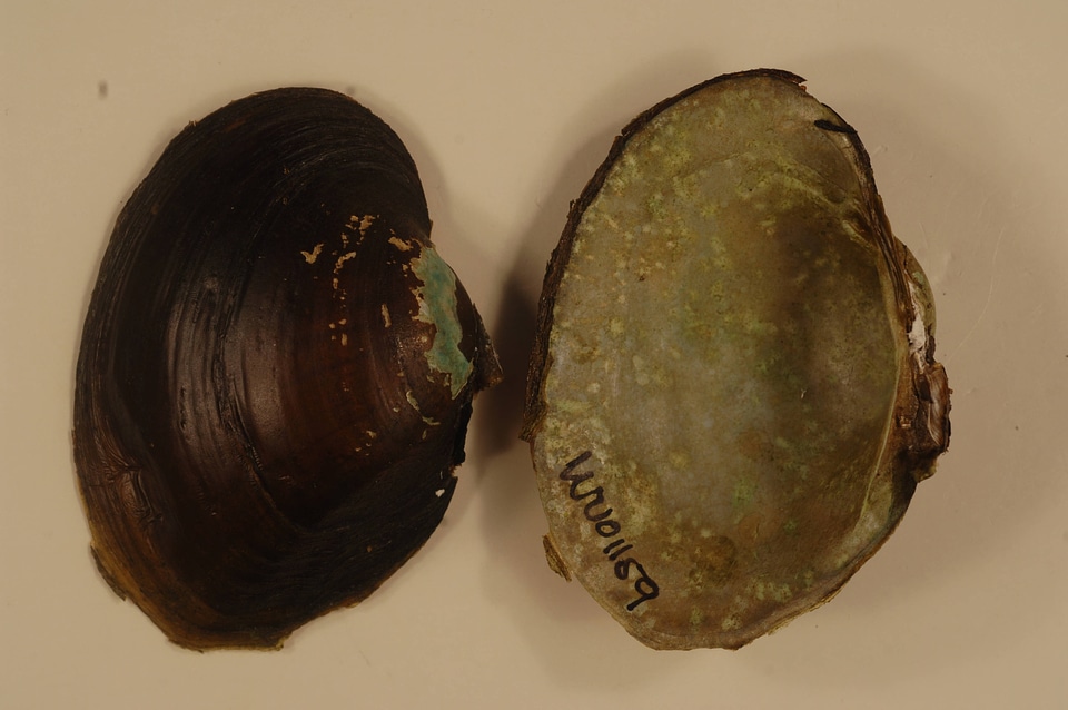 Lampsilis cardium-1