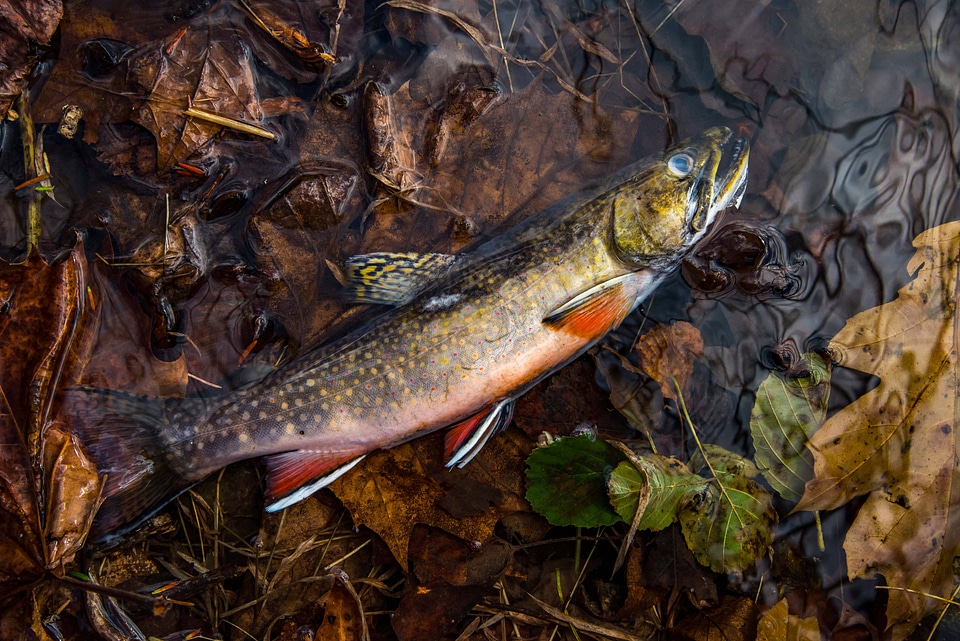 Brook Trout from Seneca Creek-1
