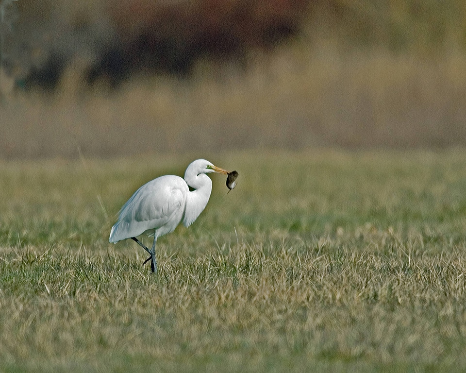 Great egret with a fish