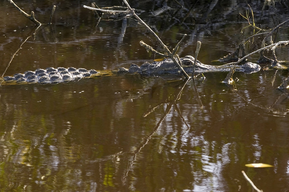 American Alligator-4
