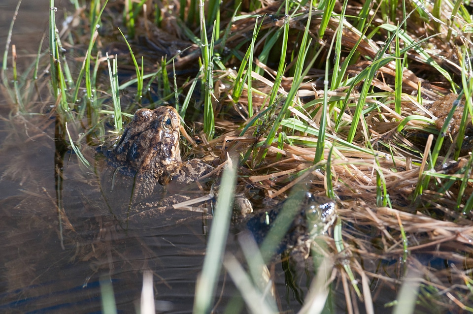 Mountain yellow-legged frog-5