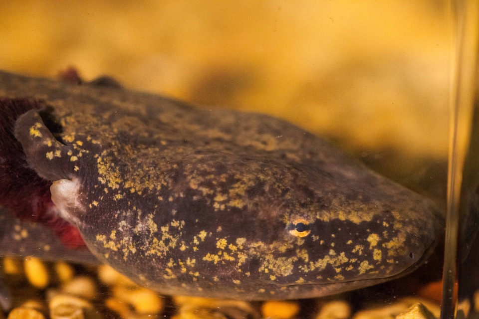 Mudpuppy in captivity-8