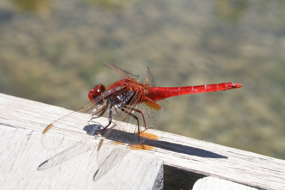 Red nature dragonflies