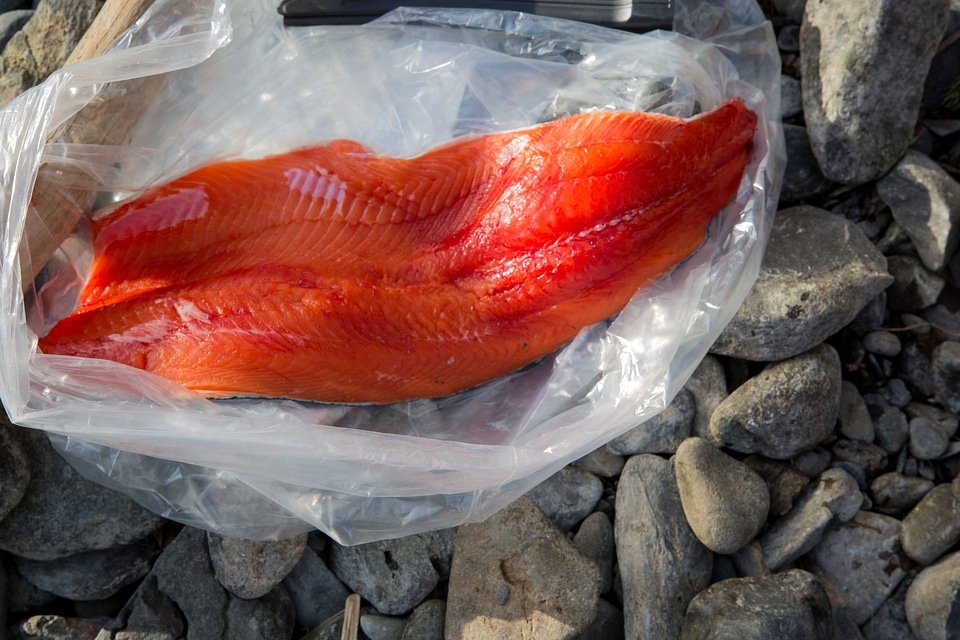 Fisherman catches silver salmon-1