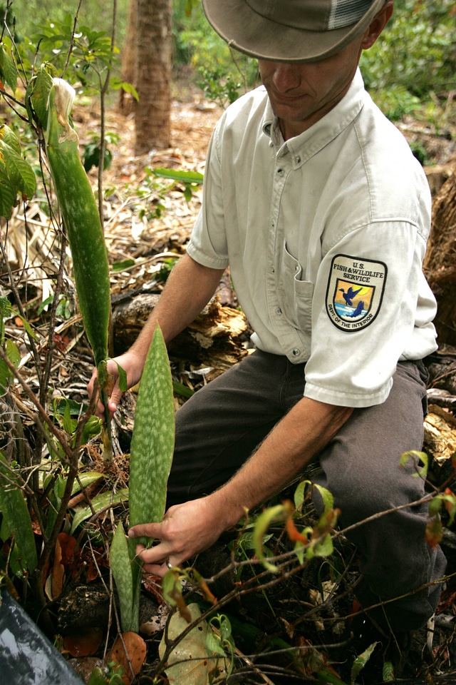 Mother-in-Law tongue exotic invasive plant