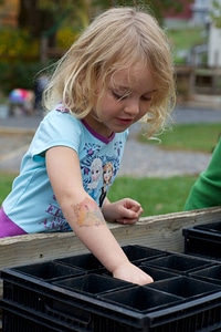 Acorn planting-3 photo