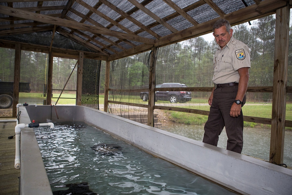 Smallmouth bass propagation at Warm Springs Hatchery-4