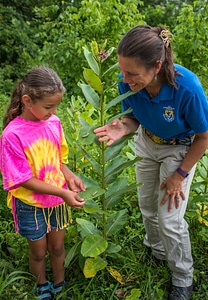 FWS employee shows a young girl a Monarch caterpillar-1