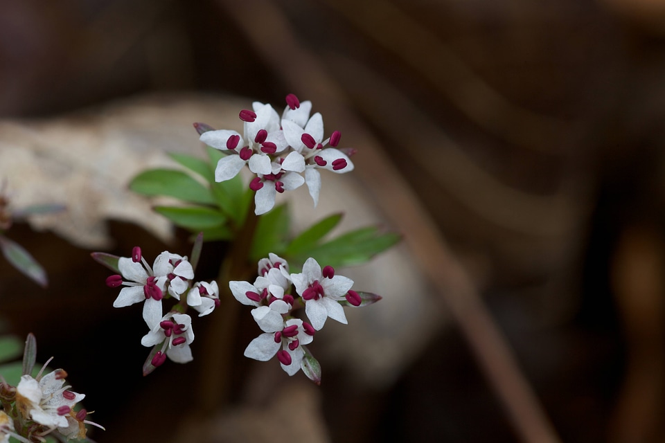 Harbinger-of-Spring-1