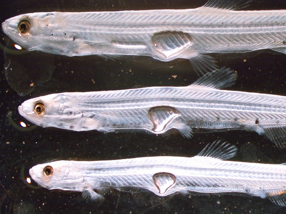 Early Juvenile Longfin Smelt