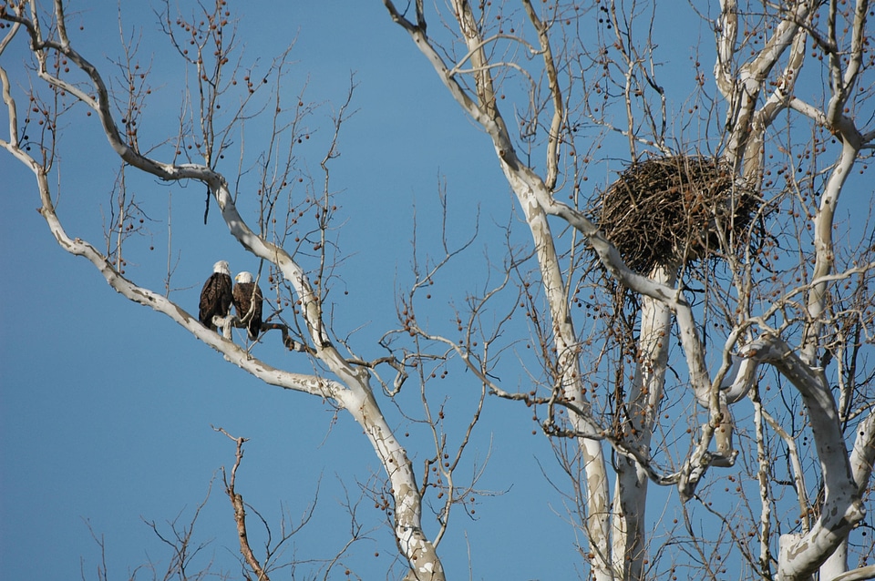 Bald eagle at NCTC