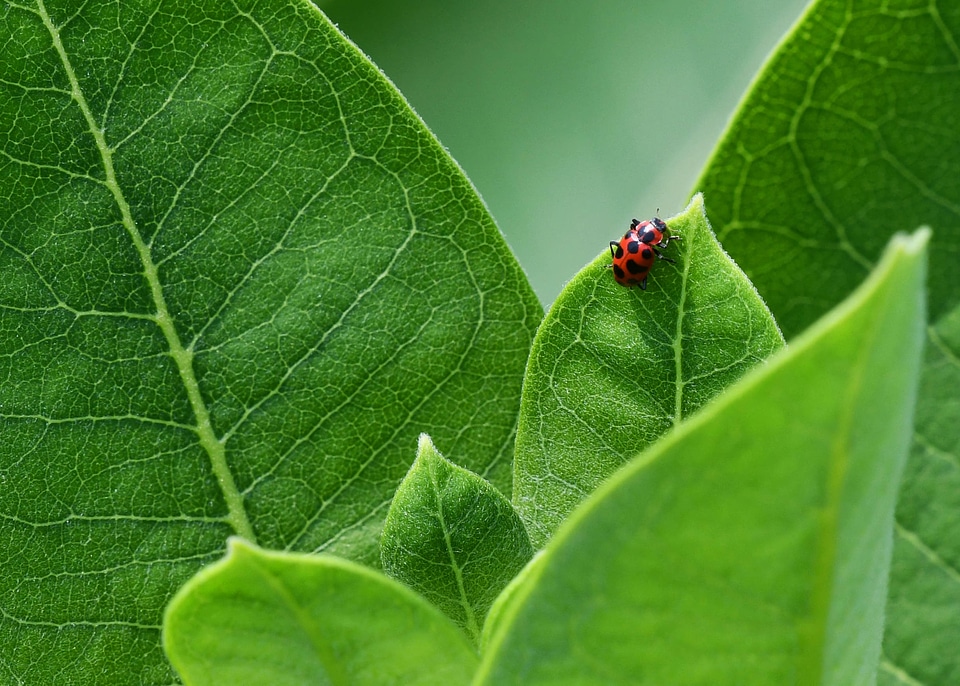 Pink-spotted lady beetle