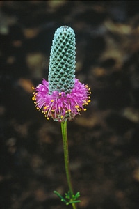 Purple Prairie Clover