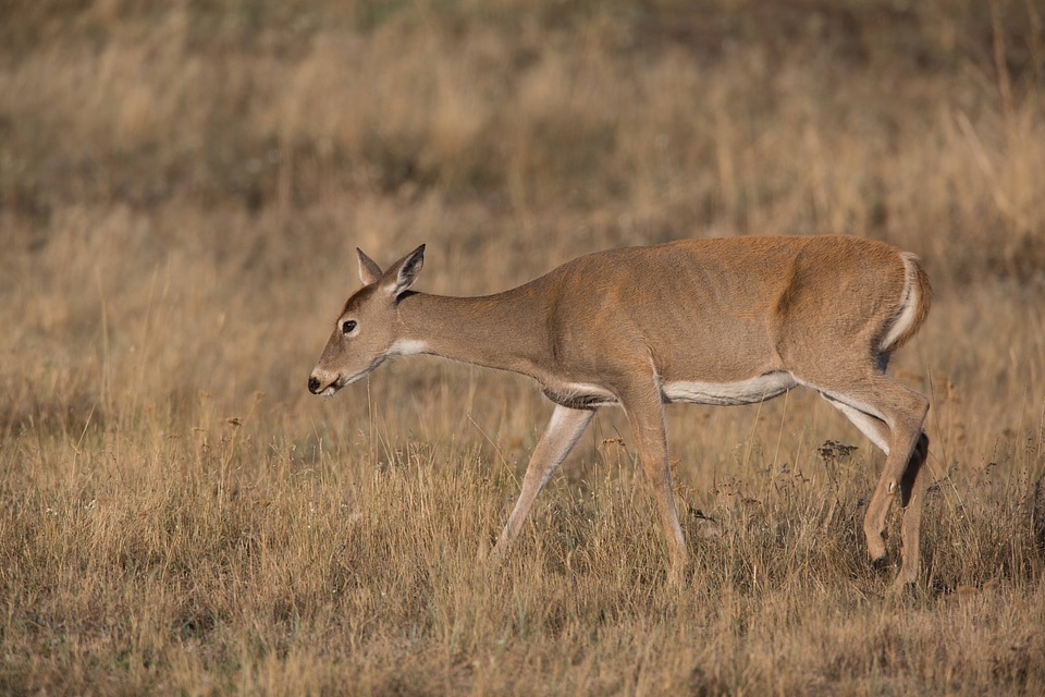 White-tailed Deer-1