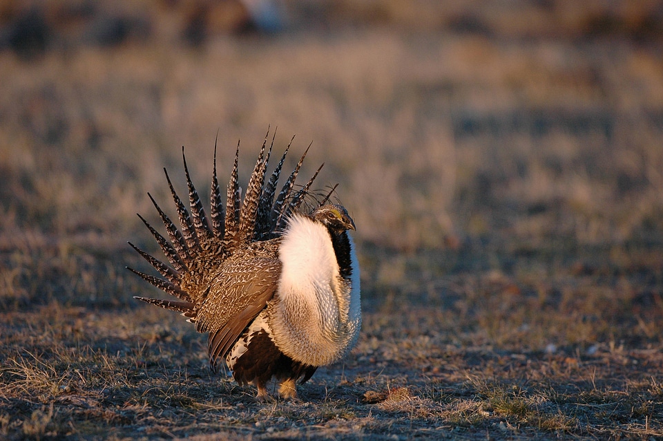 Greater sage-grouse-2
