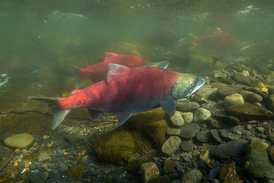  Sockeye Salmon-4