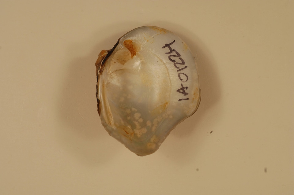 Obliquaria reflexa (inside)-1