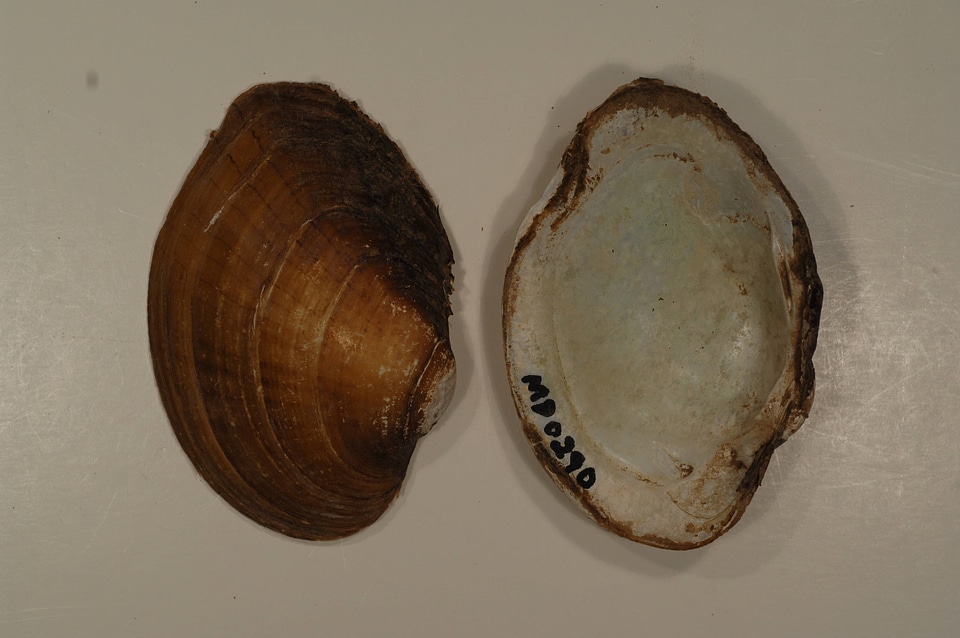 Lampsilis sp.-3