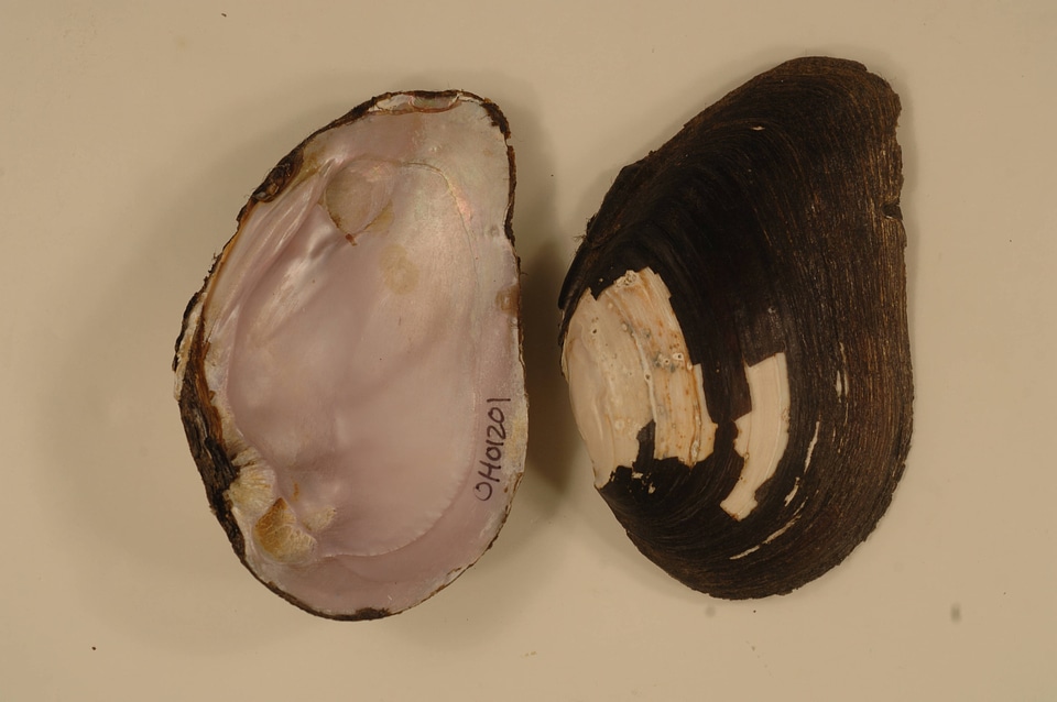 Elliptio crassidens-4