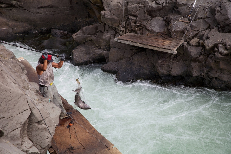 Yakama tribal member nets a salmon in the Klickitat River-1