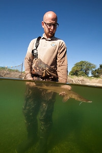 Fishery biologist examines an Shovelnose sturgeon-3