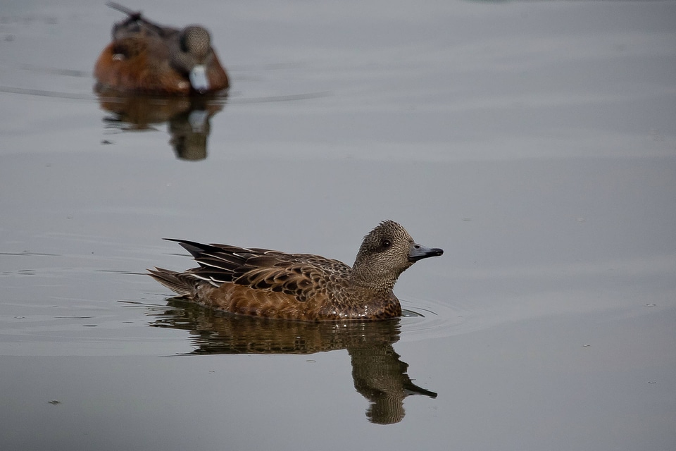 American Wigeon juveniles
