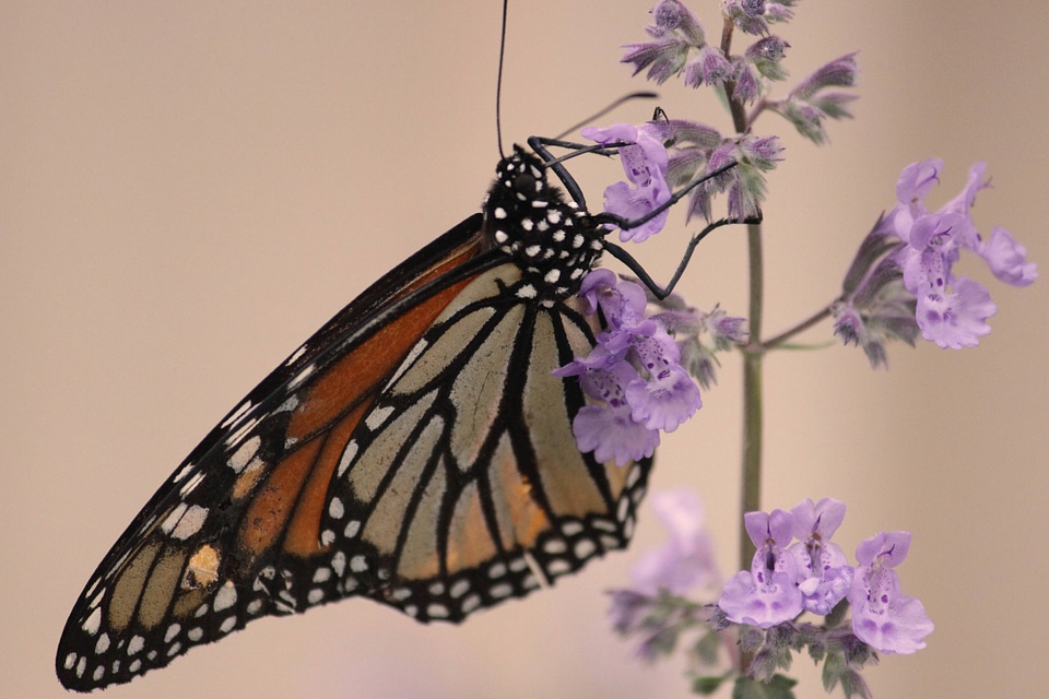 Monarch butterfly-3