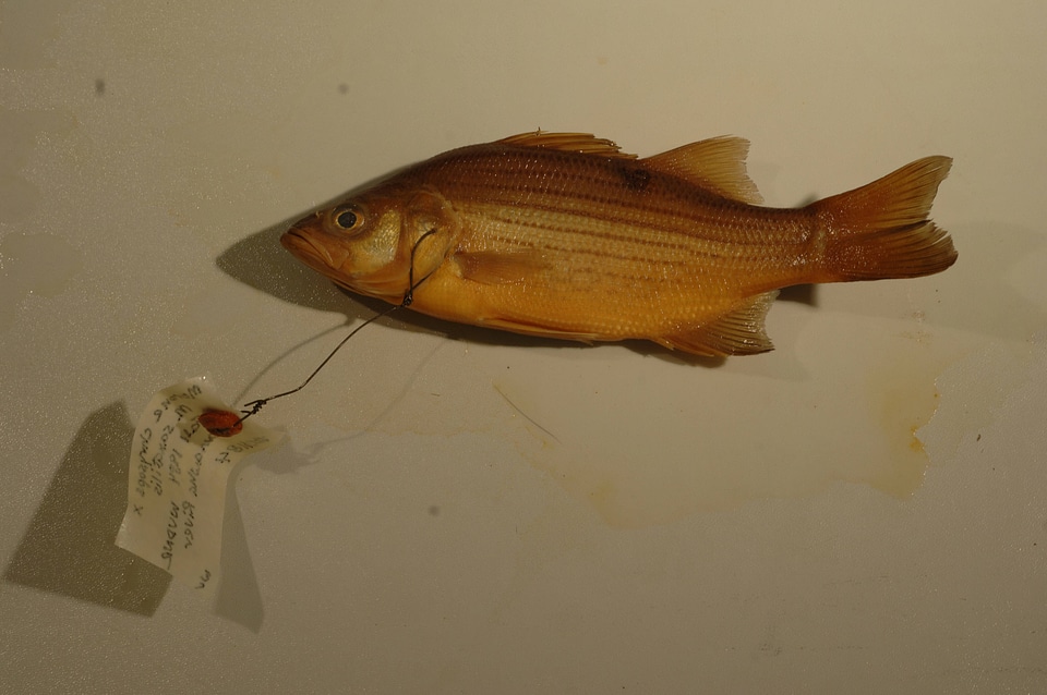 Morone chrysops x saxatilis-2