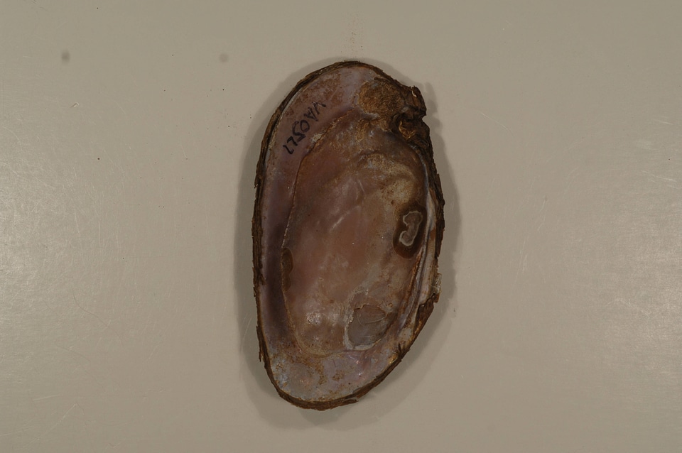 Elliptio complanata (inside)-1