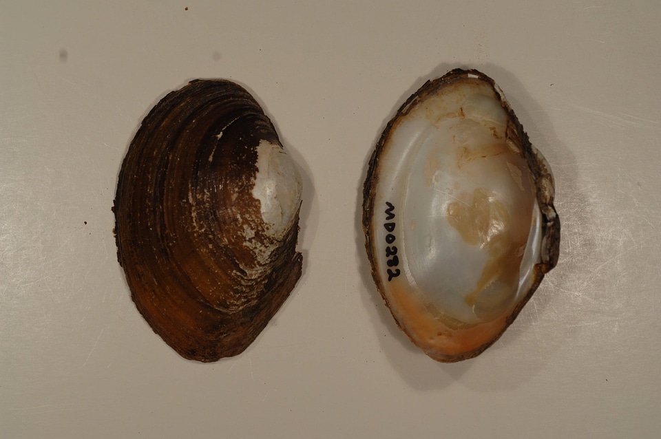 Lampsilis sp.-1
