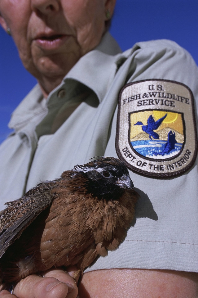 Masked Bobwhite-5