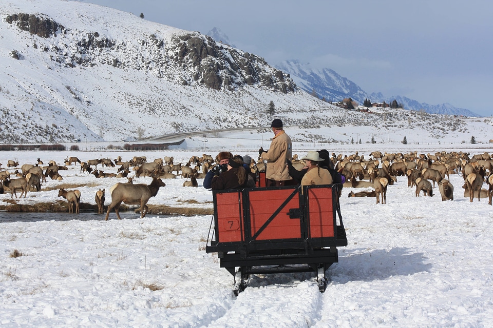 Winter sleigh rides