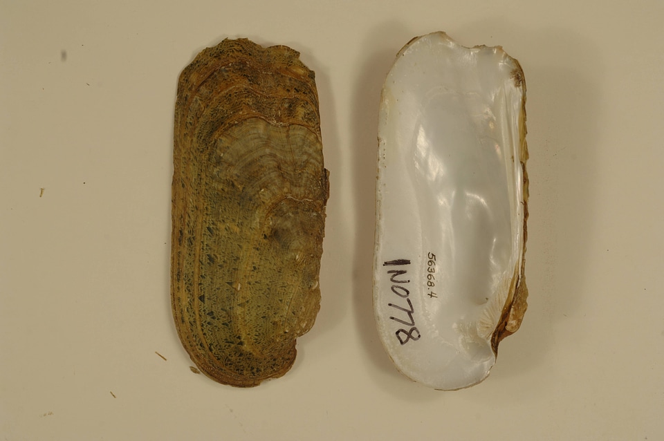 Theliderma cylindrica-1