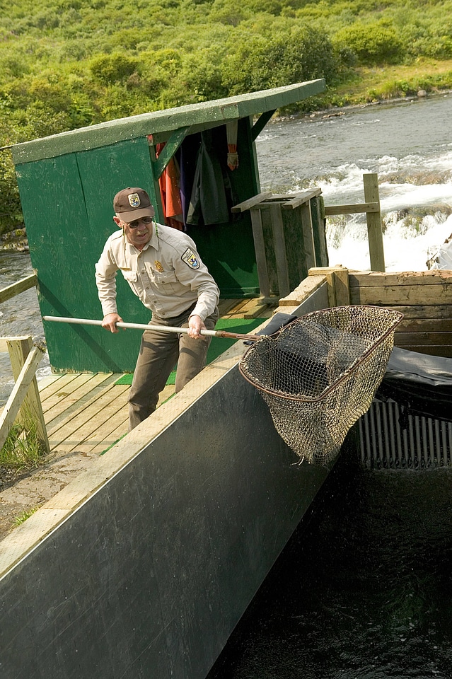 Service employee using a net to capture fish at Kodiak National Wildlife Refuge