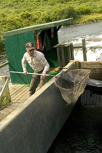 Service employee using a net to capture fish at Kodiak National Wildlife Refuge photo
