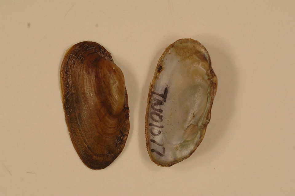 Medionidus parvulus-2
