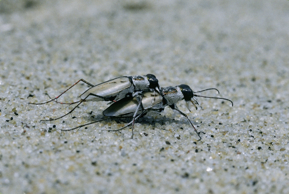 Northeastern beach tiger beetles