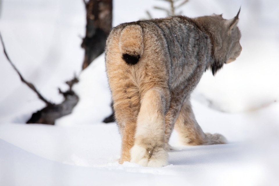 Female lynx heads back to the forest